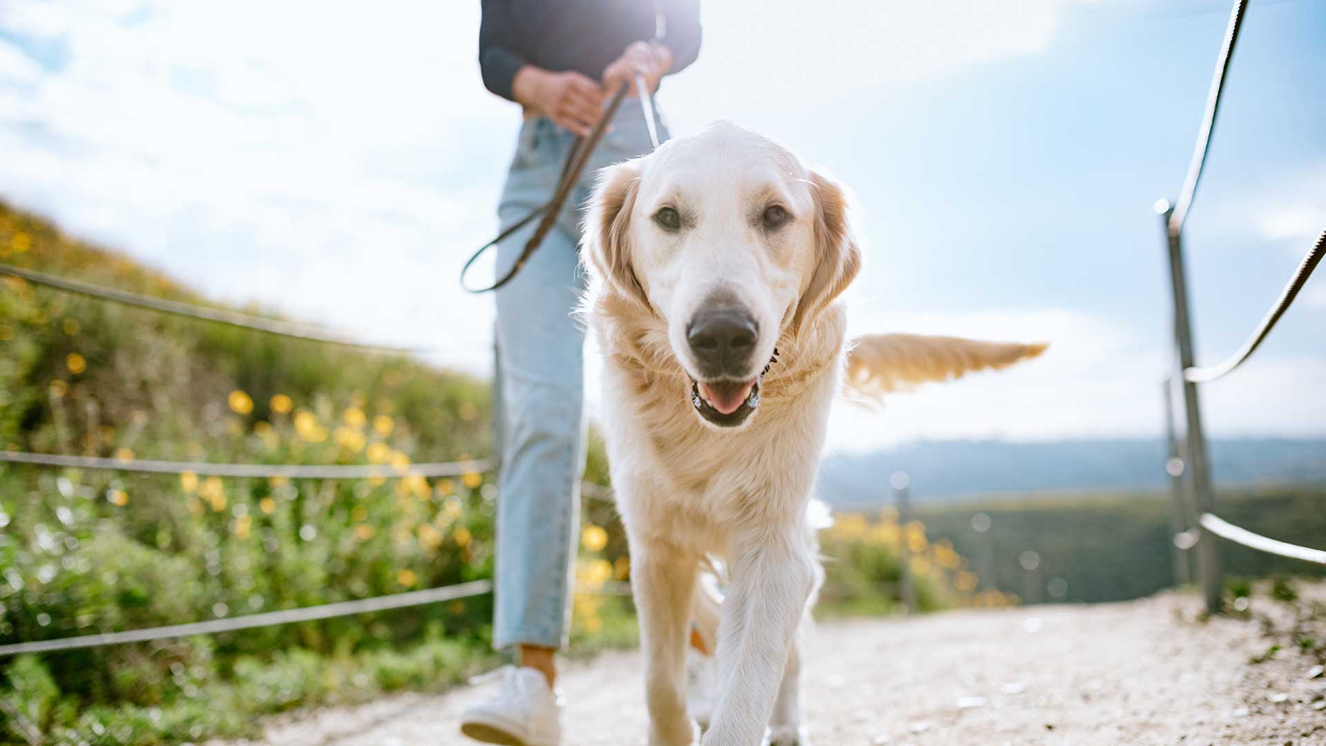 A golden retriever on a leash happily walking towards the camera on a sunny path with its owner partially visible in the background.